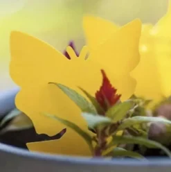Klibbig Insektsfälla 12-pack