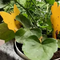 Klibbig Insektsfälla 12-pack