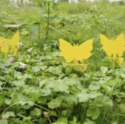 Klibbig Insektsfälla 12-pack