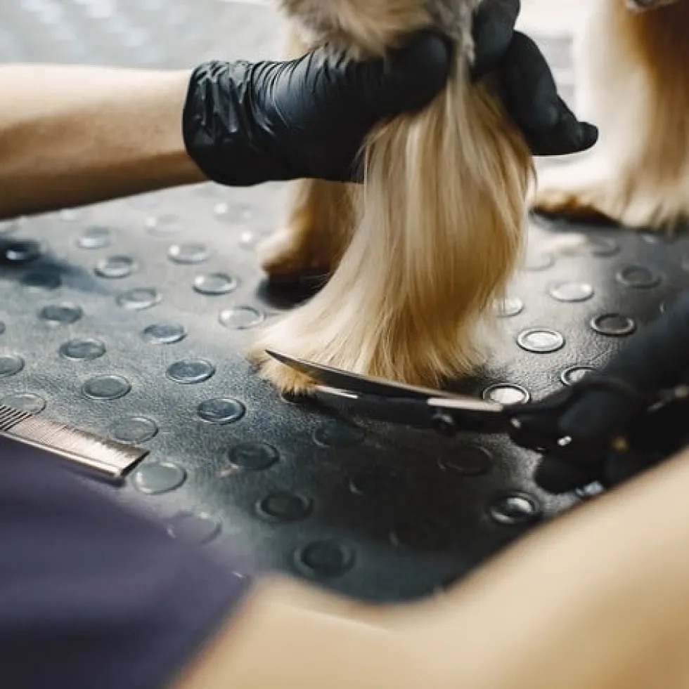 Komplett kit Hundsaxar för trimning