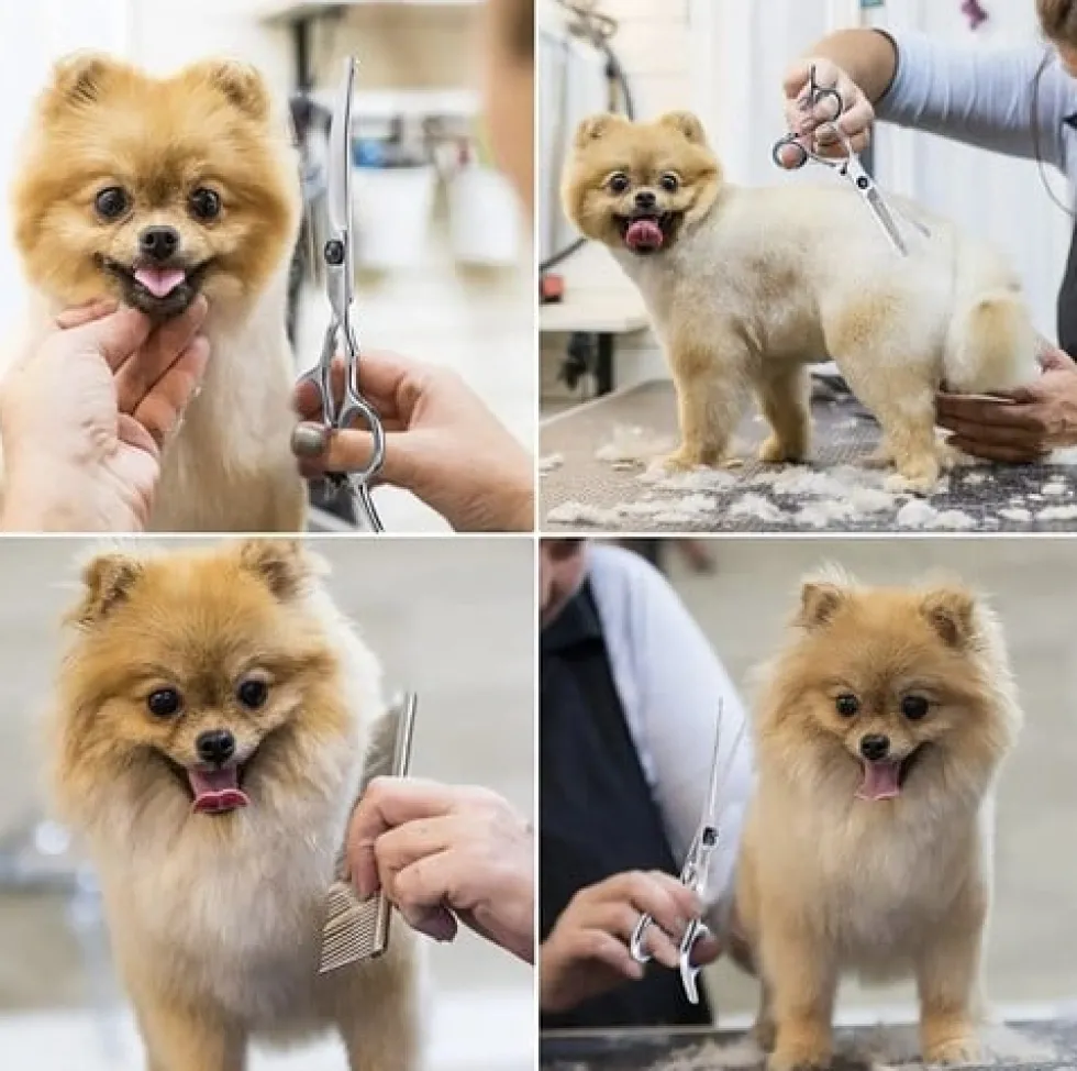 Komplett kit Hundsaxar för trimning