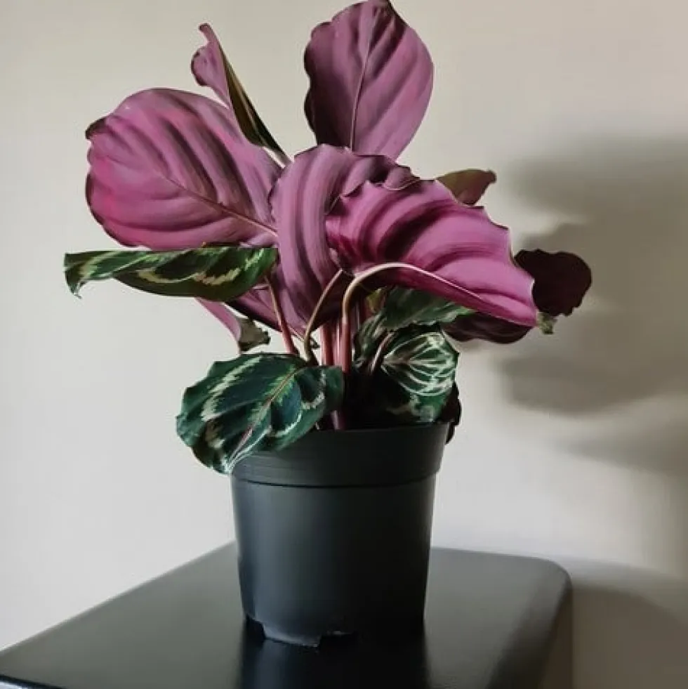 20-pack planteringskrukor 16 cm