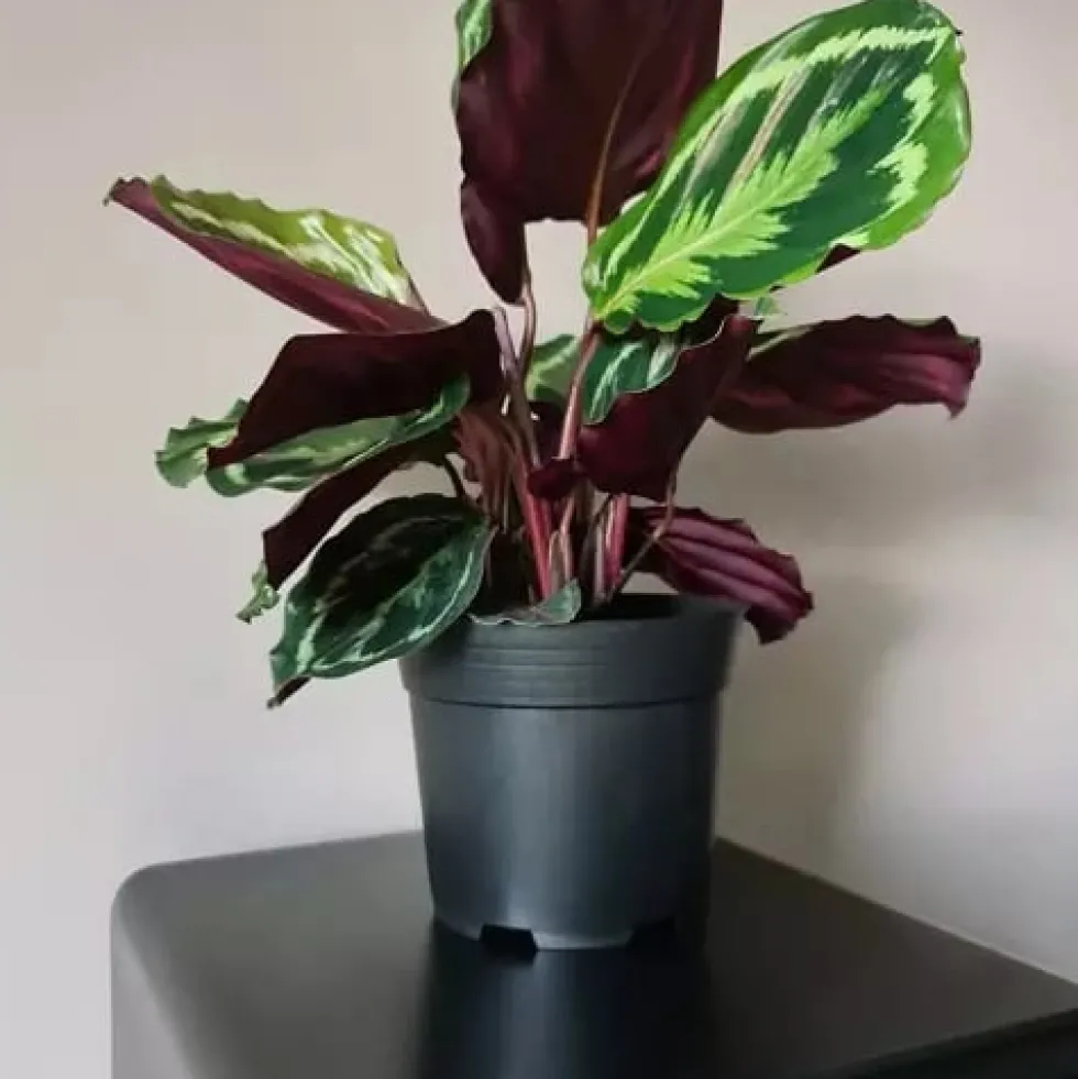 Planteringskrukor 500-pack