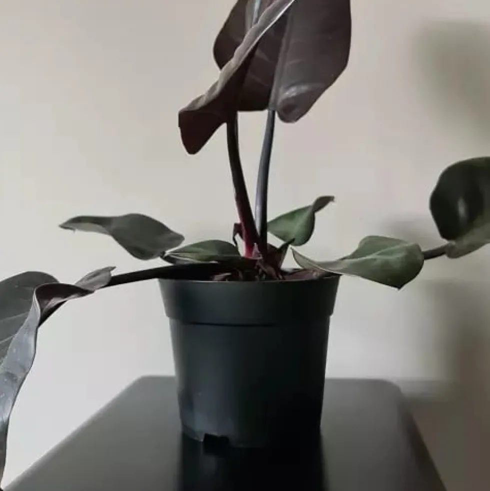 Planteringskrukor 500-pack