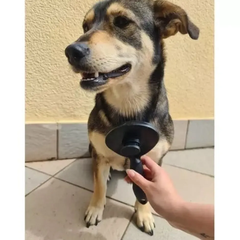 Självrengörande pälsborste med knapp för hund, katt och kanin svart
