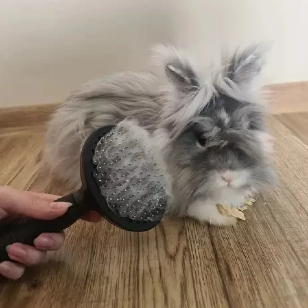 Självrengörande pälsborste med knapp för hund, katt och kanin svart