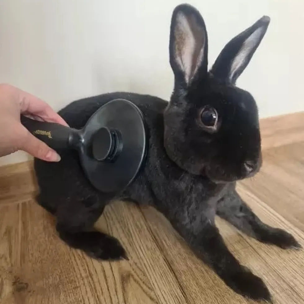Självrengörande pälsborste med knapp för hund, katt och kanin svart