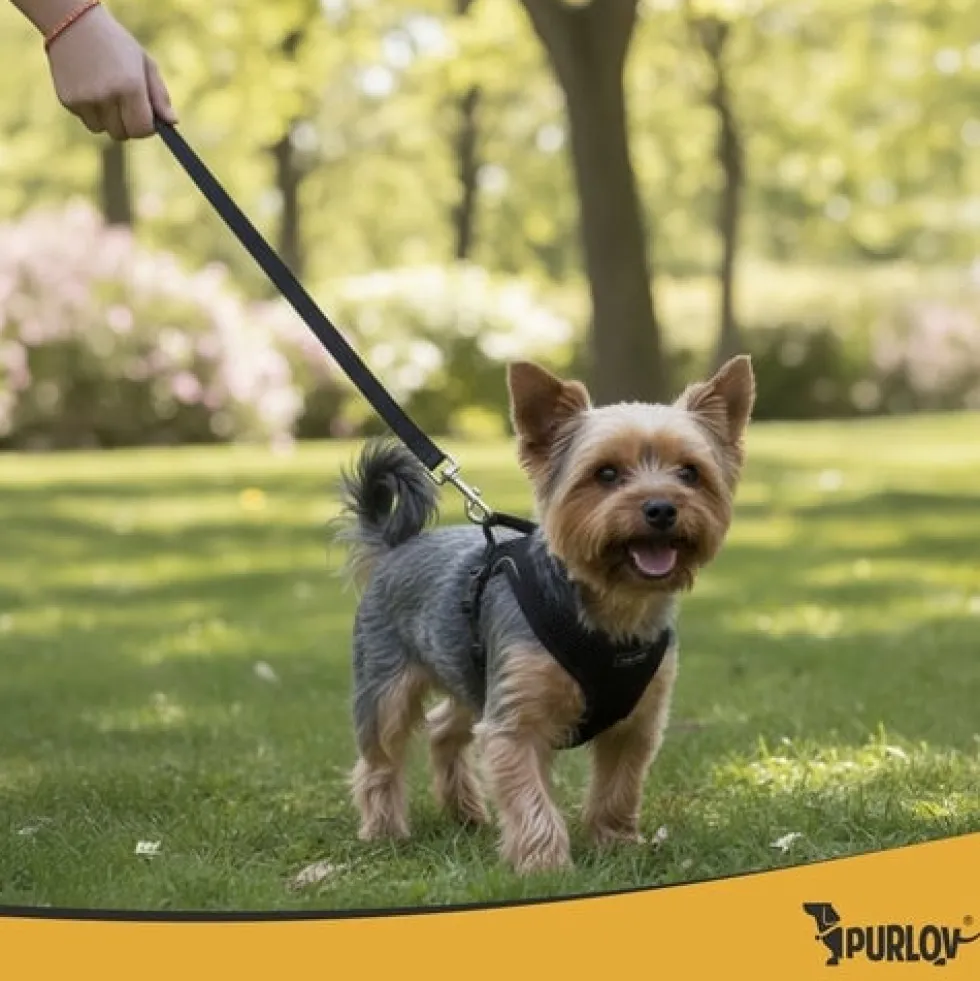 Tryckfri hundsele/kattsele S justerbar med koppel 150 cm reflex
