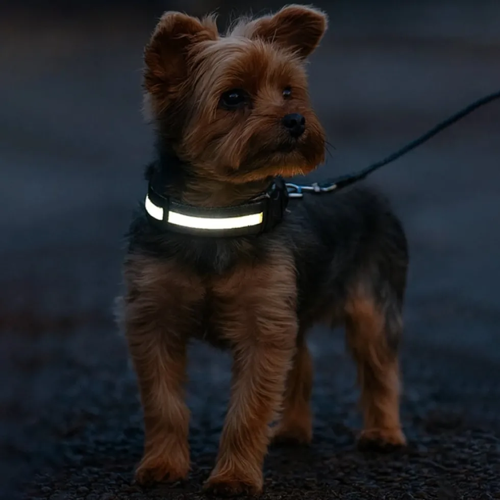 Uppladdningsbart LED-hundhalsband / Reflex & Halsband för hund
